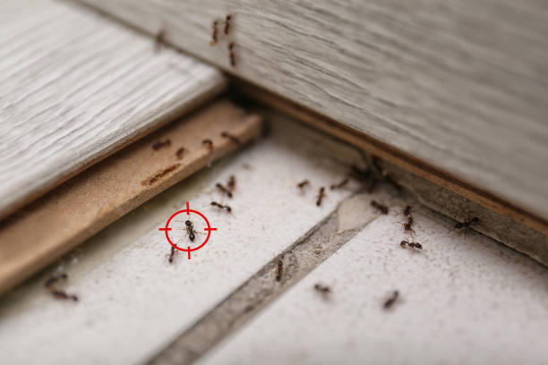 Pest Control for Restaurants in Kingsland, TX